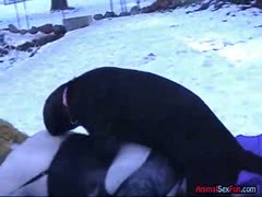 Hot play with doggy in the snow 
